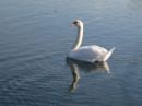 Le Cygne Trompette